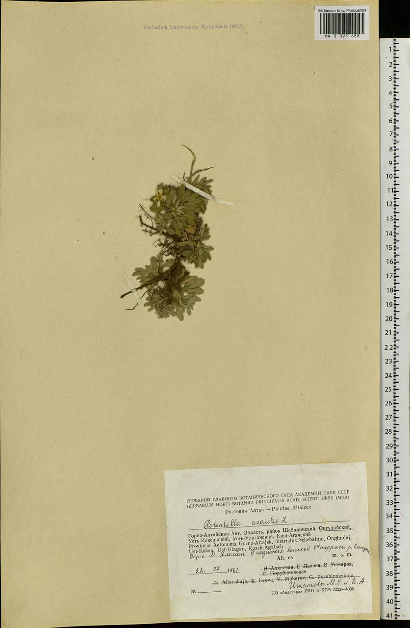 Potentilla acaulis L., Siberia, Altai & Sayany Mountains (S2) (Russia)