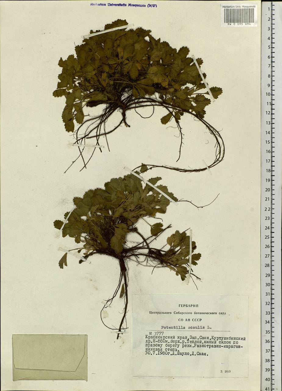 Potentilla acaulis L., Siberia, Altai & Sayany Mountains (S2) (Russia)