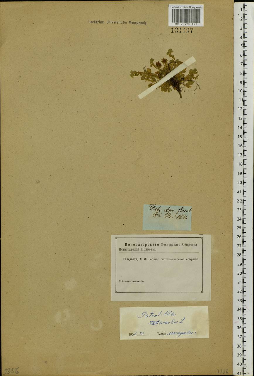 Potentilla acaulis L., Siberia (no precise locality) (S0) (Russia)