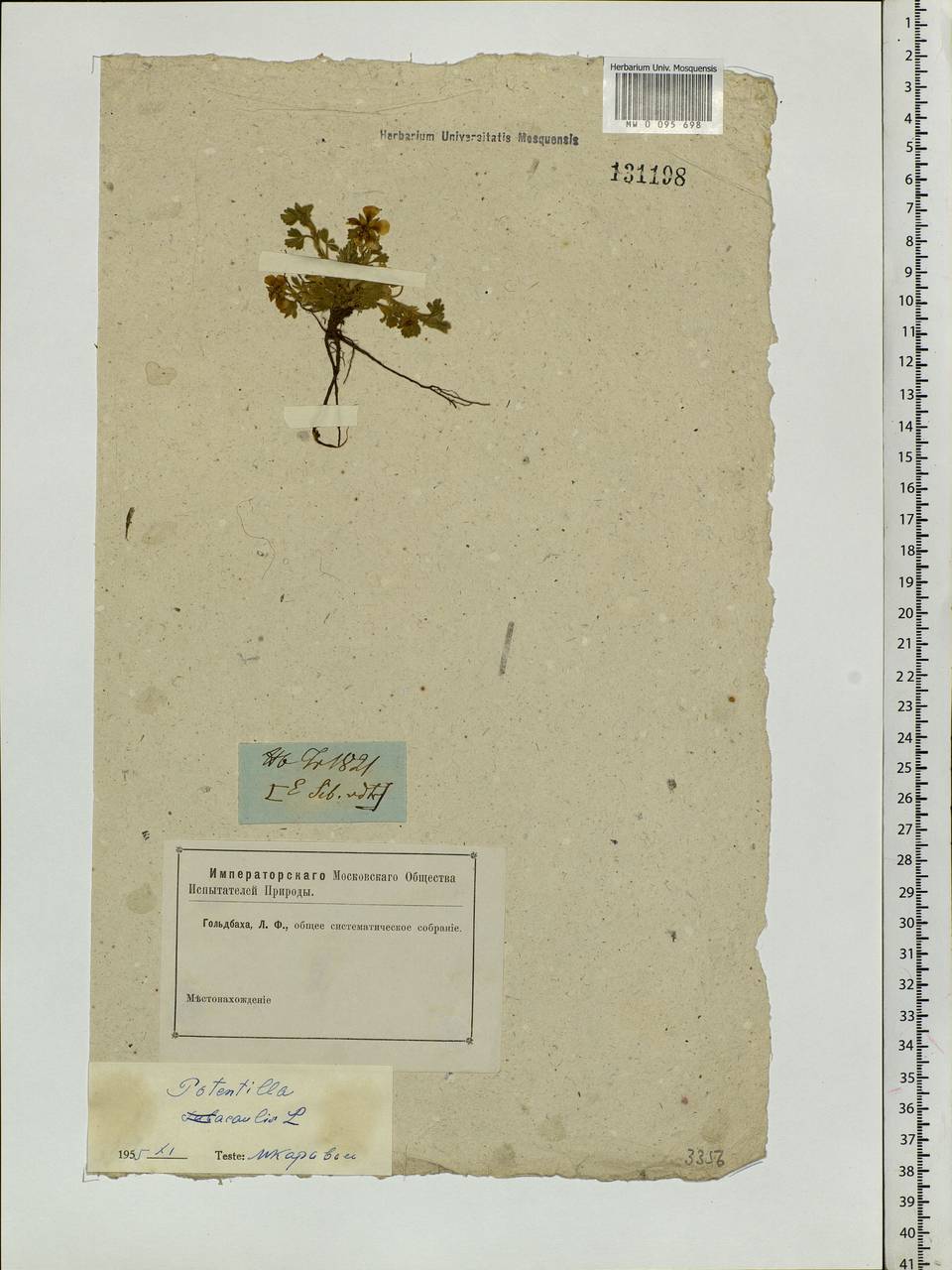 Potentilla acaulis L., Siberia (no precise locality) (S0) (Russia)