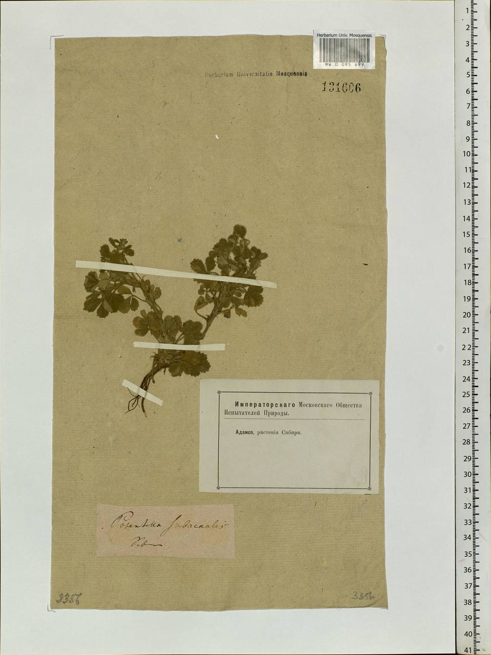 Potentilla acaulis L., Siberia (no precise locality) (S0) (Russia)