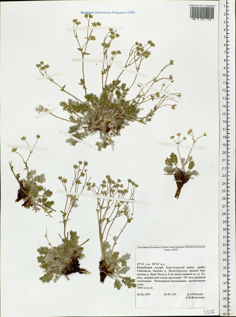 Potentilla, Siberia, Altai & Sayany Mountains (S2) (Russia)