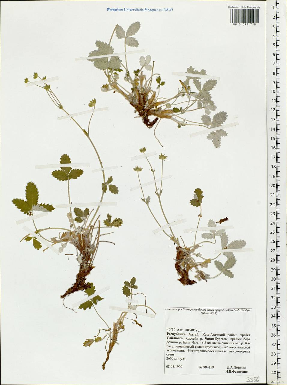 Potentilla, Siberia, Altai & Sayany Mountains (S2) (Russia)