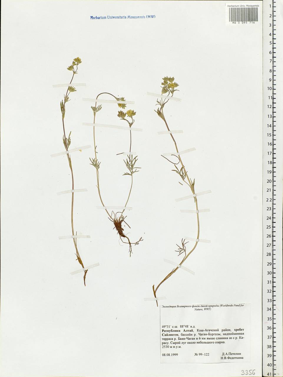 Potentilla, Siberia, Altai & Sayany Mountains (S2) (Russia)