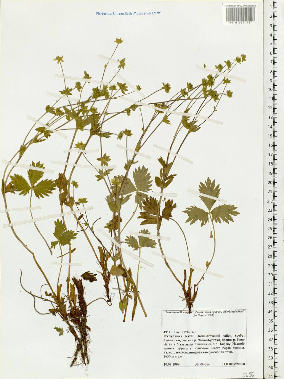 Potentilla, Siberia, Altai & Sayany Mountains (S2) (Russia)