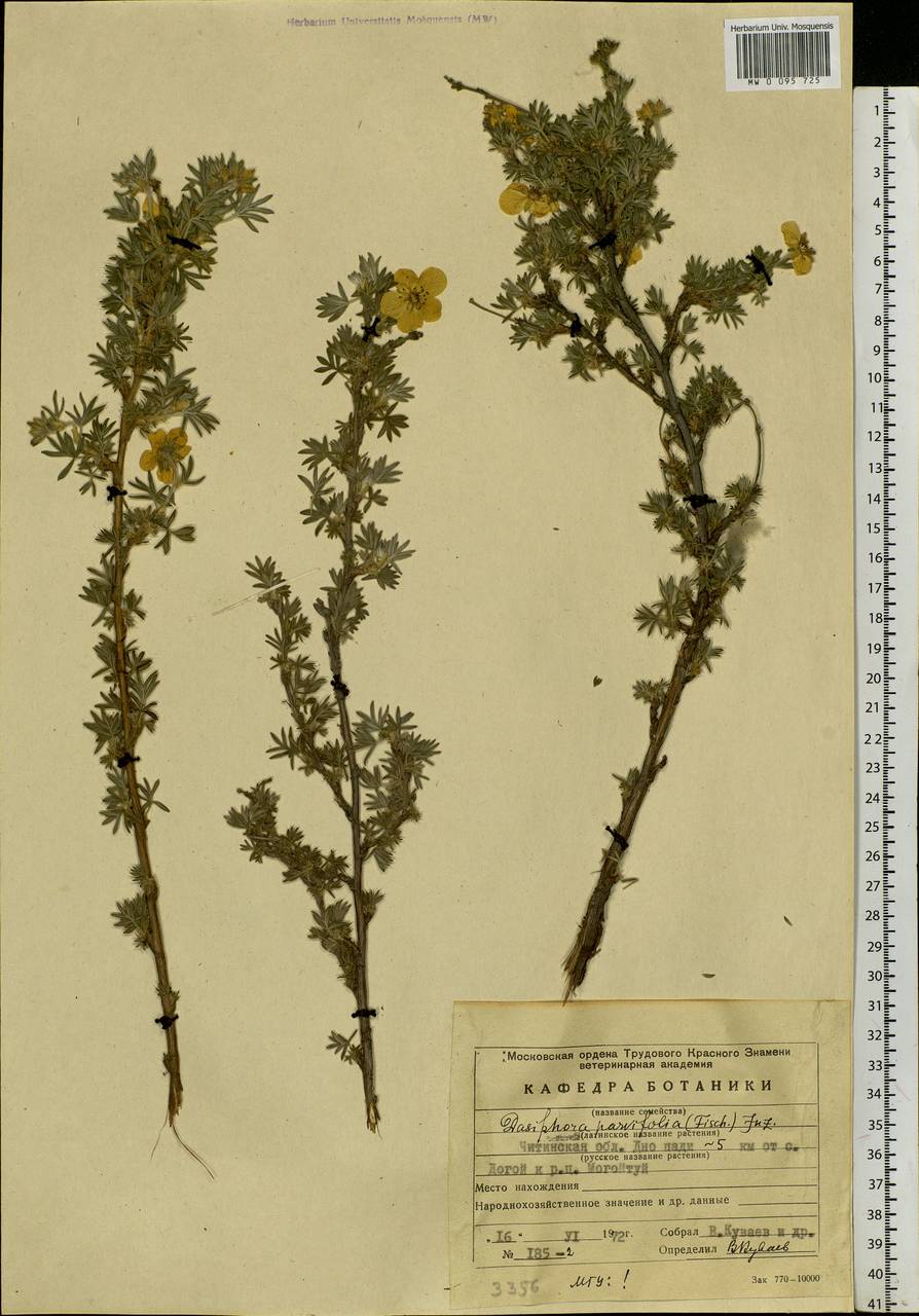 Dasiphora parvifolia (Fisch. ex Lehm.) Juz., Siberia, Baikal & Transbaikal region (S4) (Russia)