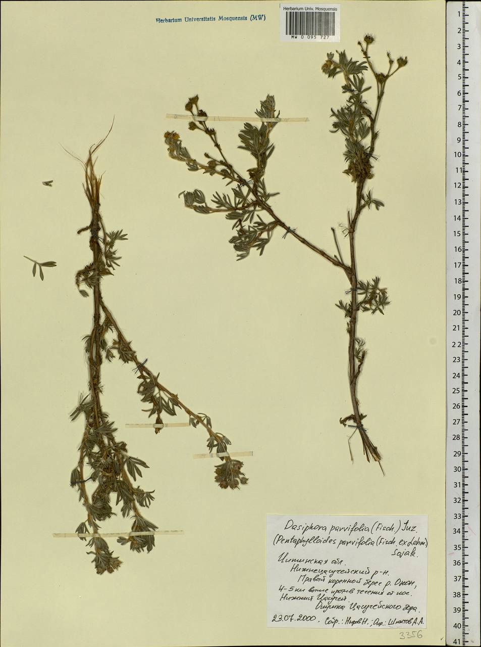 Dasiphora parvifolia (Fisch. ex Lehm.) Juz., Siberia, Baikal & Transbaikal region (S4) (Russia)