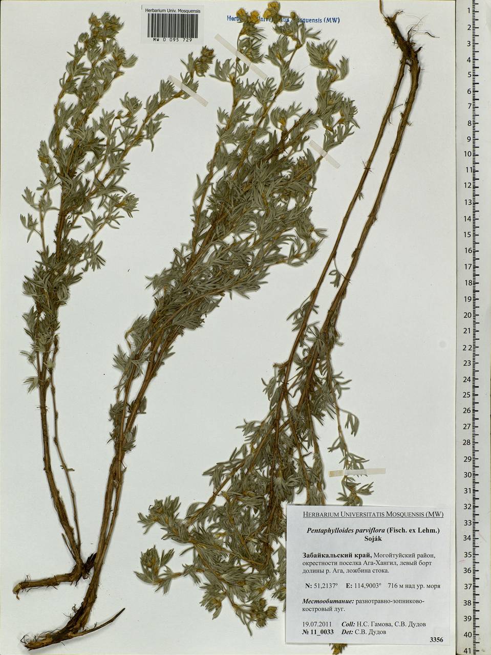 Dasiphora parvifolia (Fisch. ex Lehm.) Juz., Siberia, Baikal & Transbaikal region (S4) (Russia)