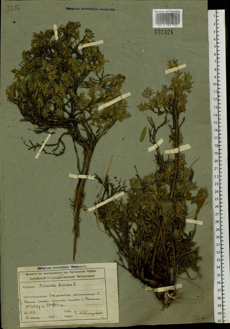 Dasiphora parvifolia (Fisch. ex Lehm.) Juz., Siberia, Altai & Sayany Mountains (S2) (Russia)