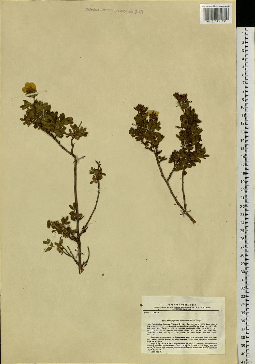 Dasiphora davurica var. mandshurica (Maxim.) Verloove & Lambinon, Siberia, Russian Far East (S6) (Russia)