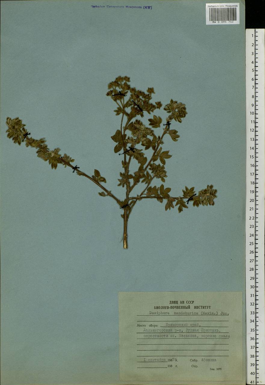 Dasiphora davurica var. mandshurica (Maxim.) Verloove & Lambinon, Siberia, Russian Far East (S6) (Russia)