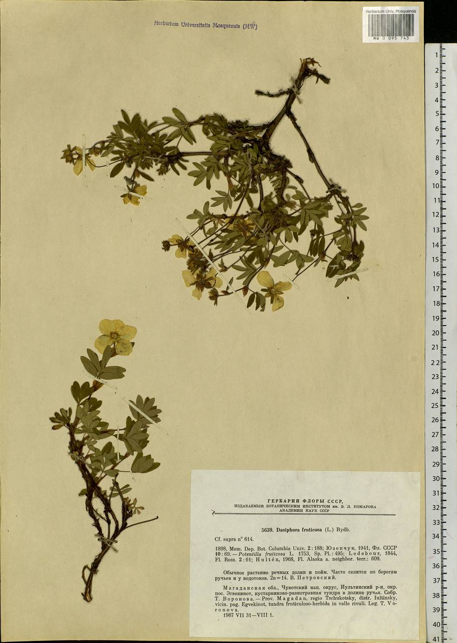 Dasiphora fruticosa (L.) Rydb., Siberia, Chukotka & Kamchatka (S7) (Russia)