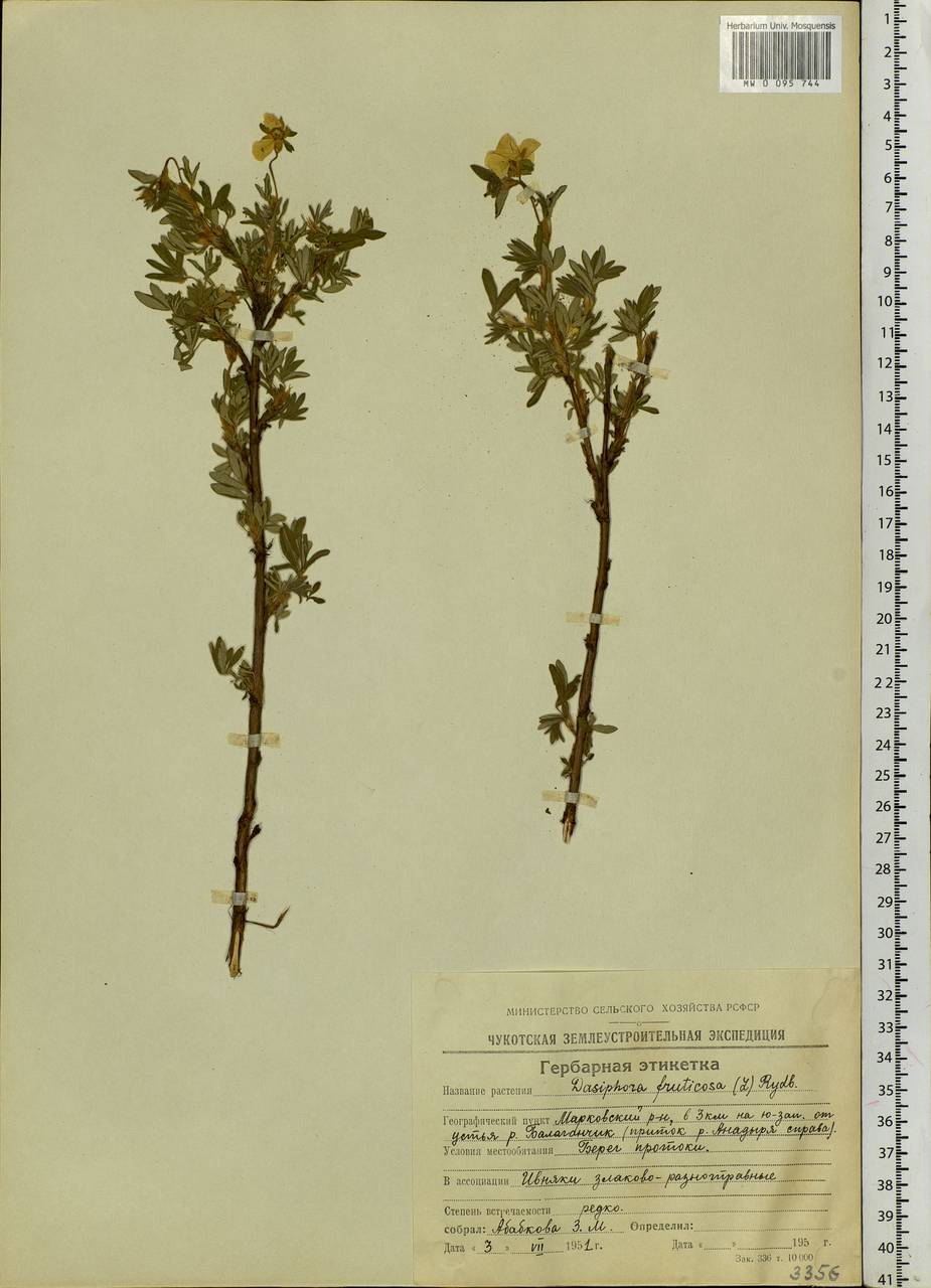 Dasiphora fruticosa (L.) Rydb., Siberia, Chukotka & Kamchatka (S7) (Russia)