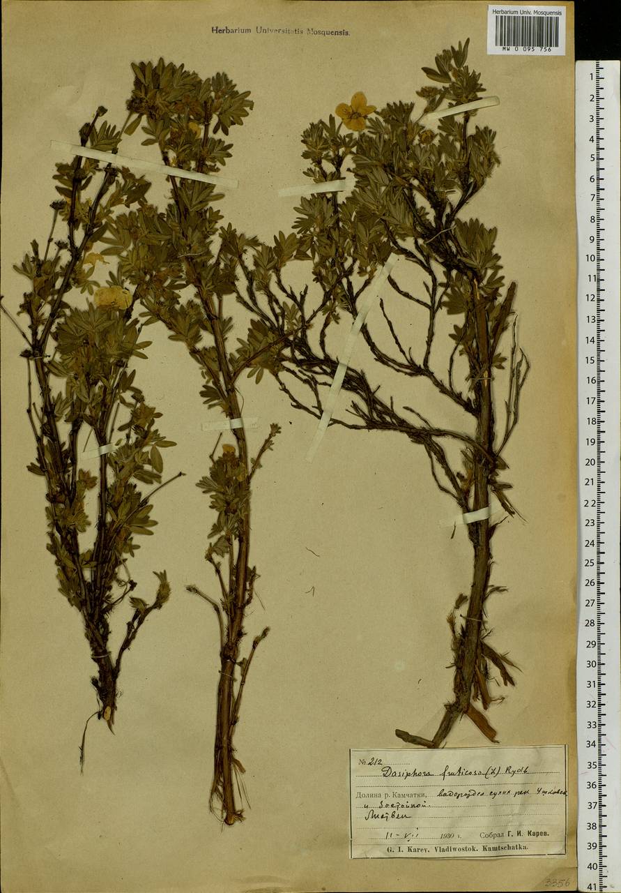 Dasiphora fruticosa (L.) Rydb., Siberia, Chukotka & Kamchatka (S7) (Russia)