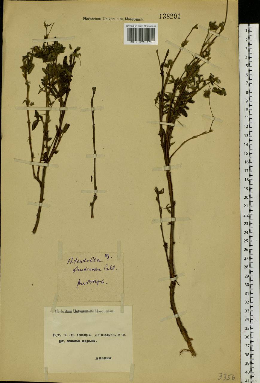 Dasiphora fruticosa (L.) Rydb., Siberia, Chukotka & Kamchatka (S7) (Russia)