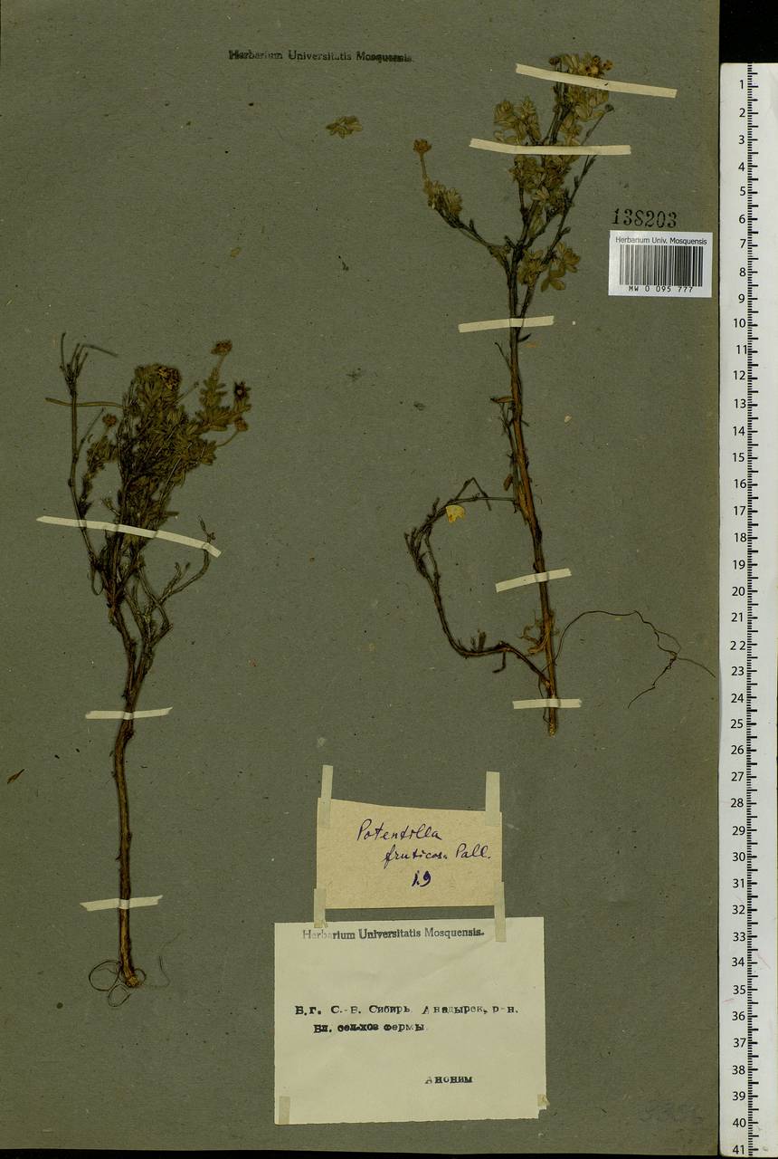 Dasiphora fruticosa (L.) Rydb., Siberia, Chukotka & Kamchatka (S7) (Russia)