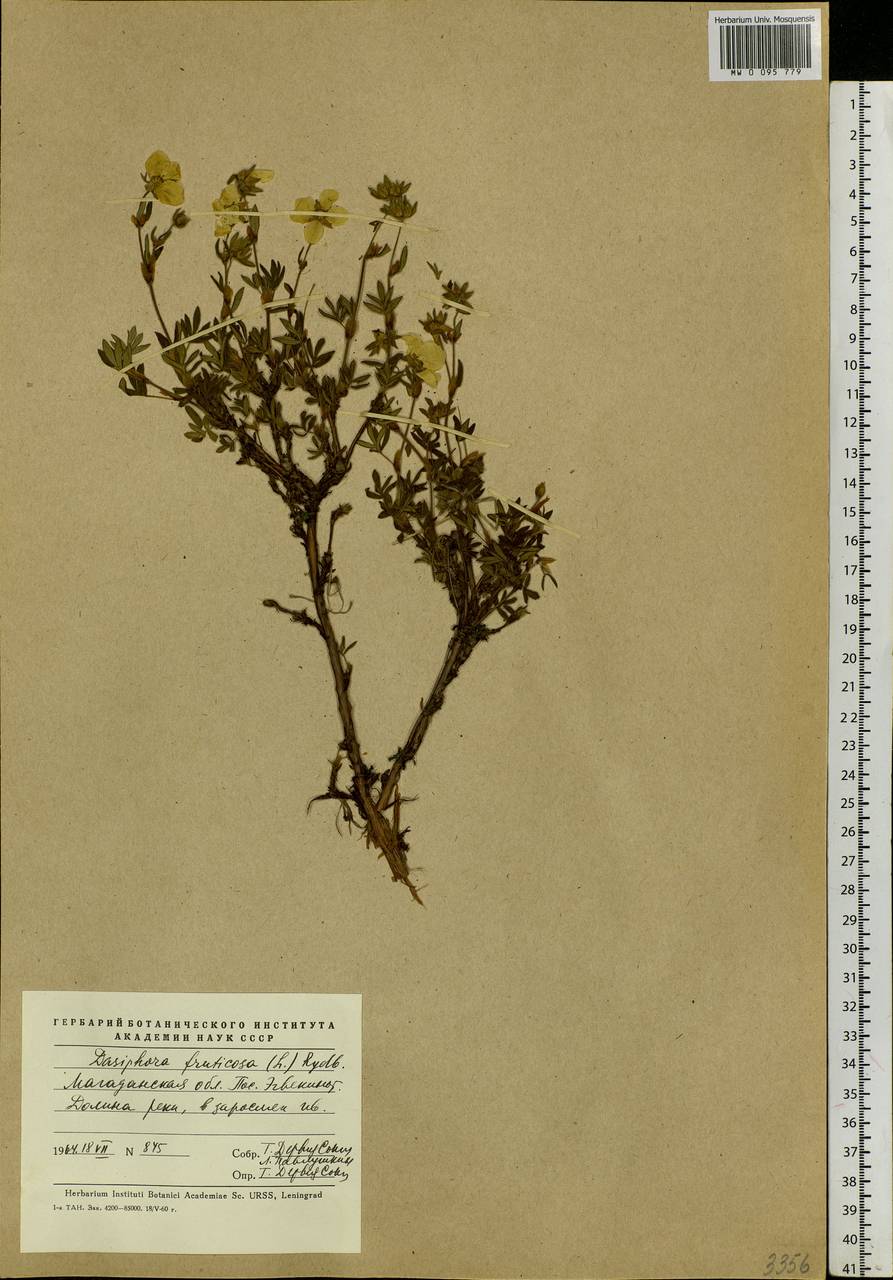 Dasiphora fruticosa (L.) Rydb., Siberia, Chukotka & Kamchatka (S7) (Russia)