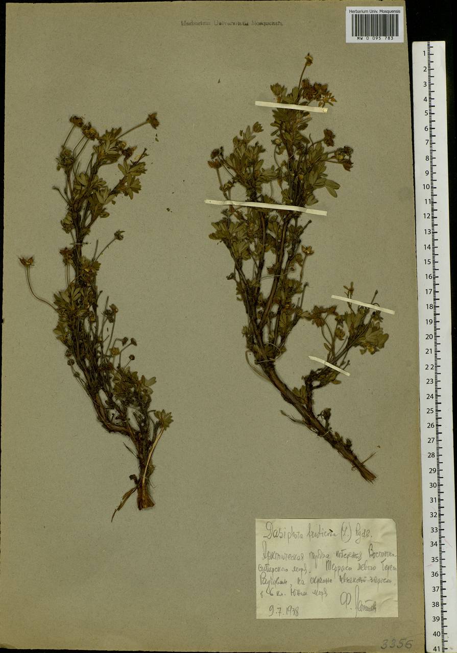 Dasiphora fruticosa (L.) Rydb., Siberia, Chukotka & Kamchatka (S7) (Russia)