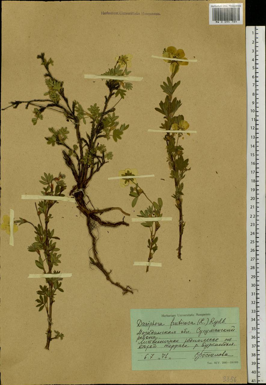 Dasiphora fruticosa (L.) Rydb., Siberia, Chukotka & Kamchatka (S7) (Russia)