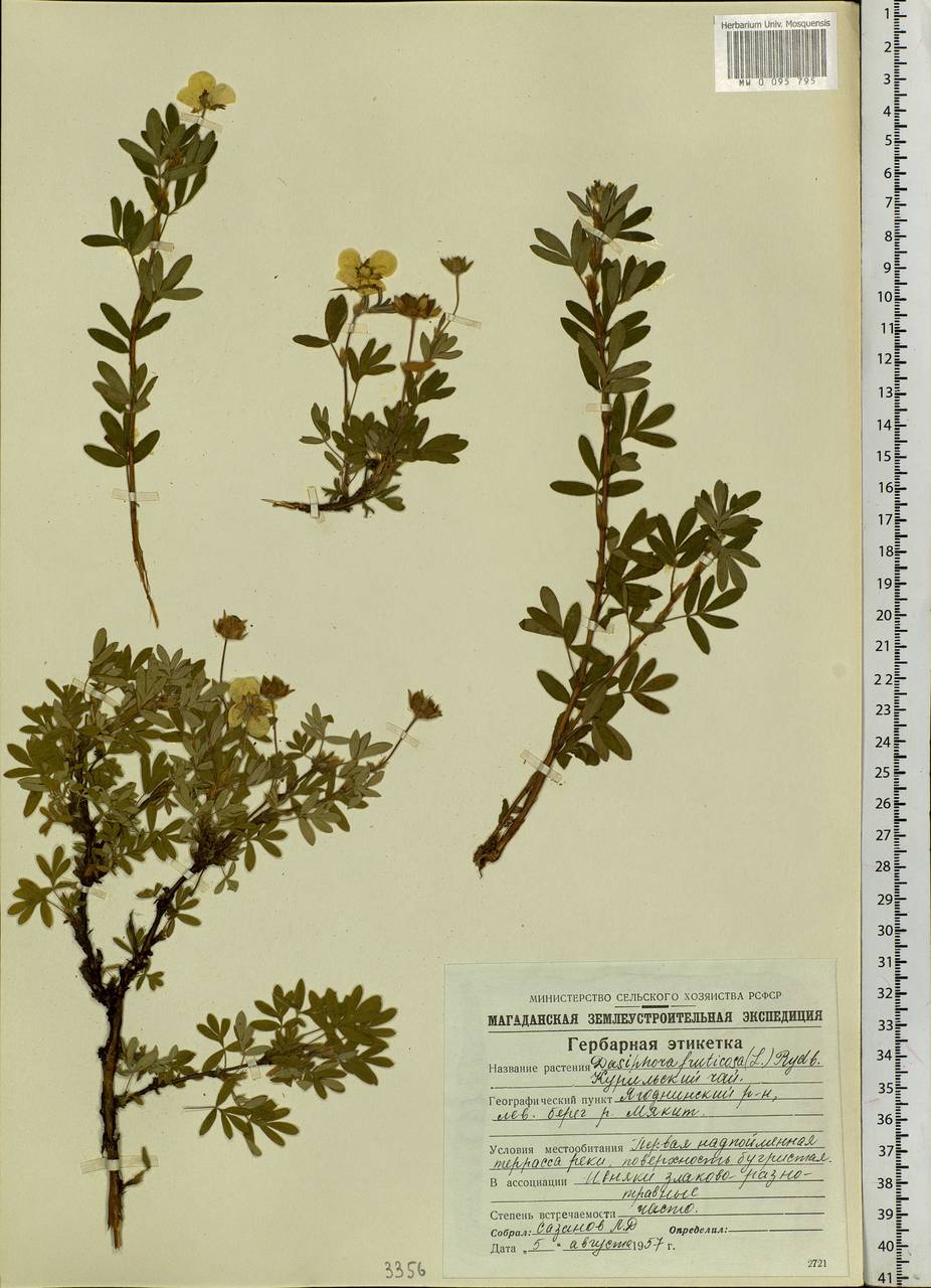 Dasiphora fruticosa (L.) Rydb., Siberia, Chukotka & Kamchatka (S7) (Russia)