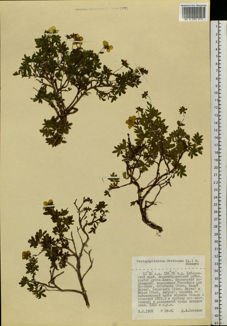 Dasiphora fruticosa (L.) Rydb., Siberia, Russian Far East (S6) (Russia)