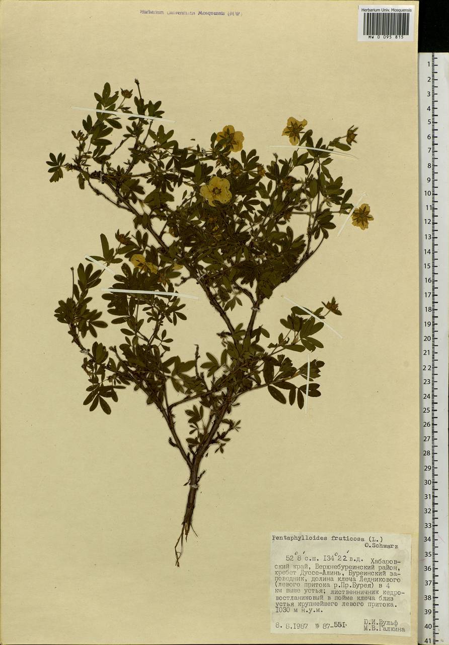 Dasiphora fruticosa (L.) Rydb., Siberia, Russian Far East (S6) (Russia)