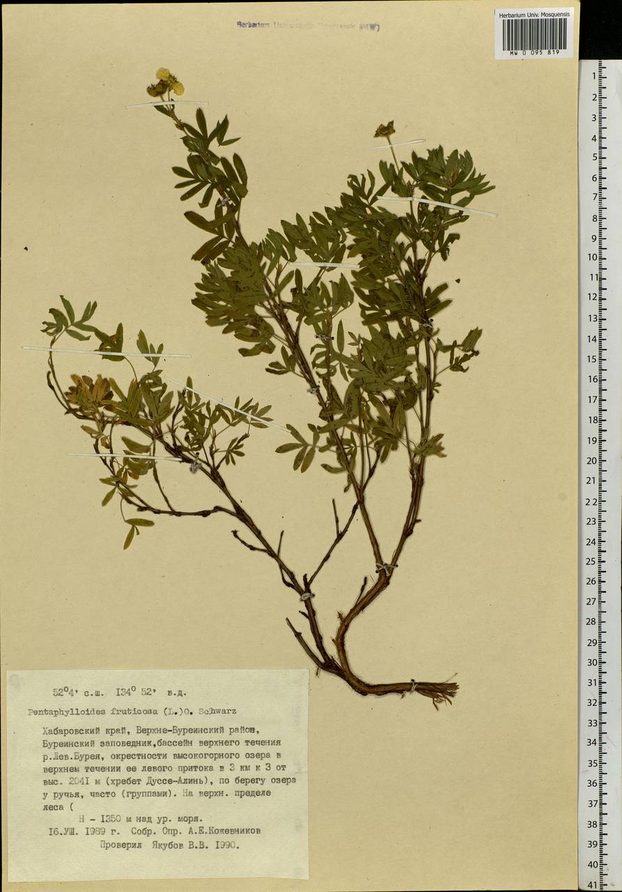 Dasiphora fruticosa (L.) Rydb., Siberia, Russian Far East (S6) (Russia)