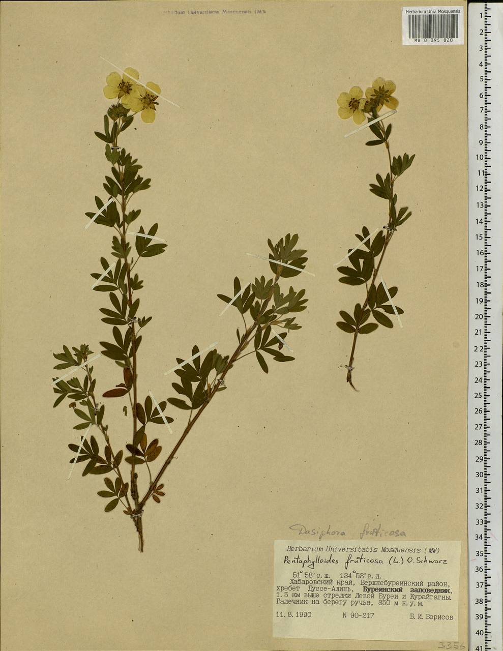 Dasiphora fruticosa (L.) Rydb., Siberia, Russian Far East (S6) (Russia)