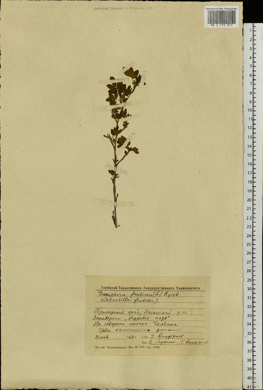 Dasiphora fruticosa (L.) Rydb., Siberia, Russian Far East (S6) (Russia)