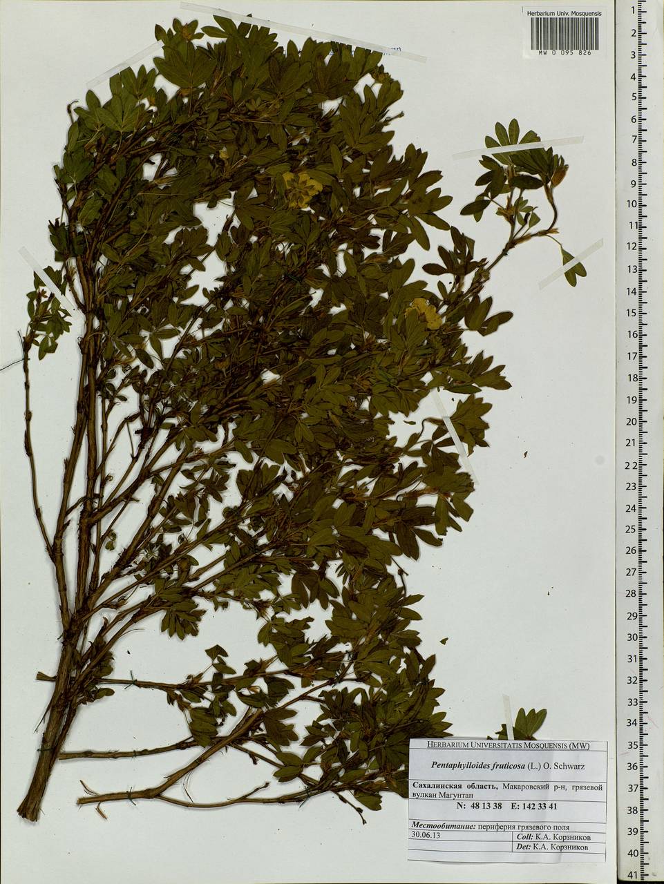 Dasiphora fruticosa (L.) Rydb., Siberia, Russian Far East (S6) (Russia)