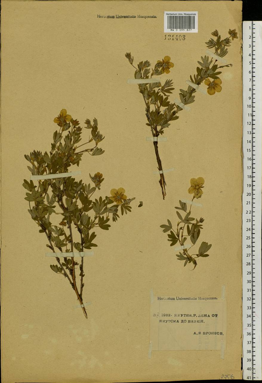 Dasiphora fruticosa (L.) Rydb., Siberia, Yakutia (S5) (Russia)