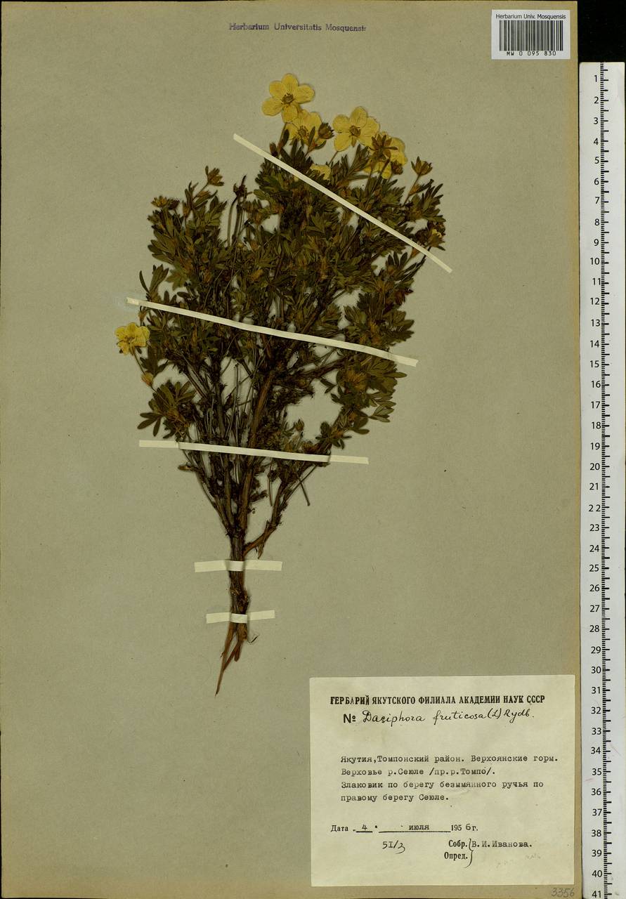 Dasiphora fruticosa (L.) Rydb., Siberia, Yakutia (S5) (Russia)