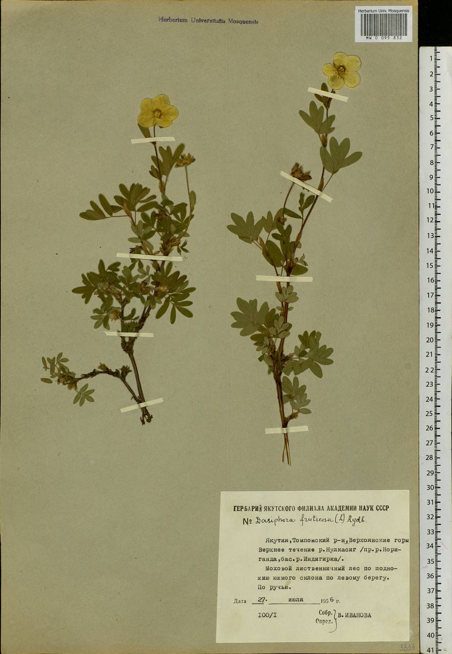 Dasiphora fruticosa (L.) Rydb., Siberia, Yakutia (S5) (Russia)