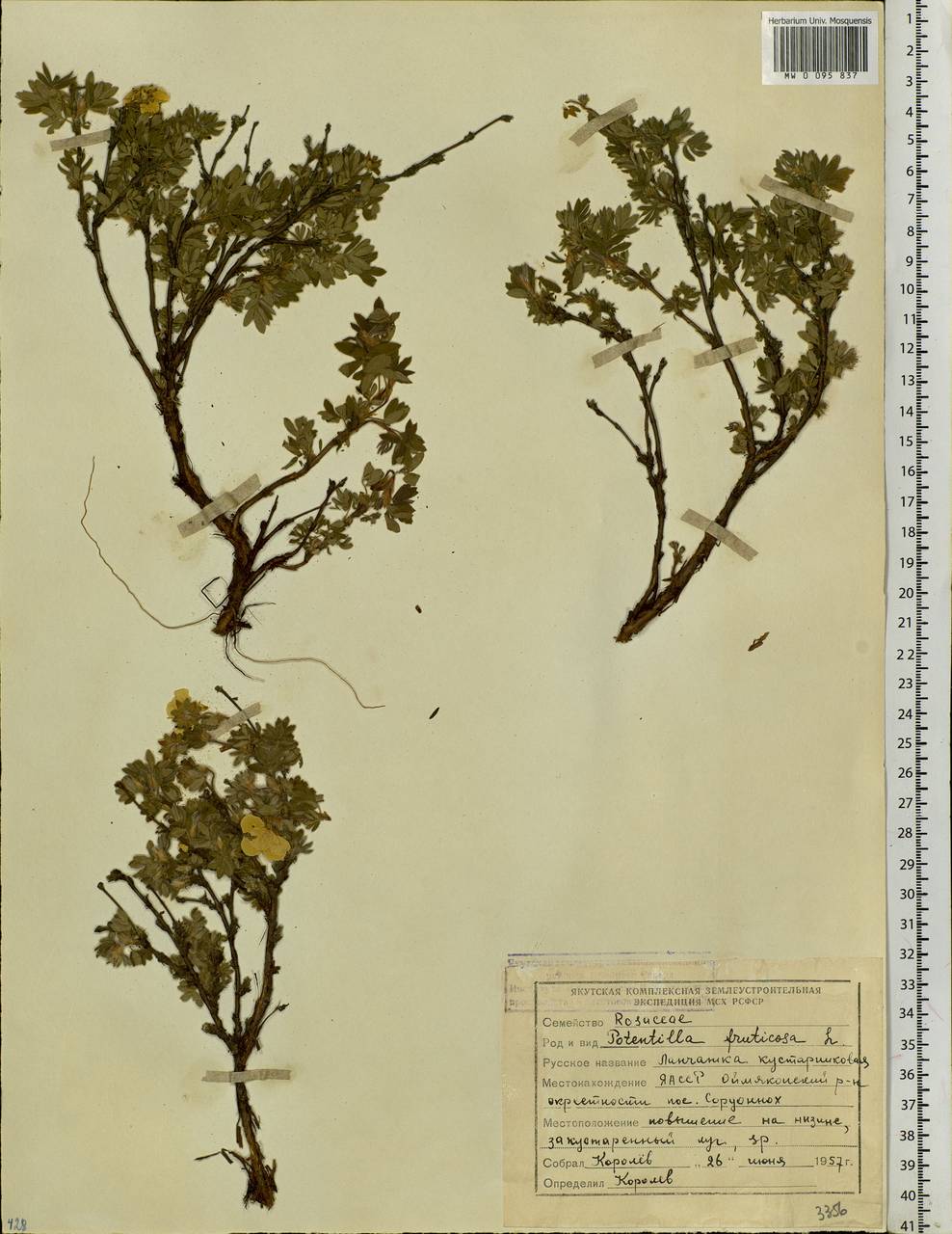 Dasiphora fruticosa (L.) Rydb., Siberia, Yakutia (S5) (Russia)