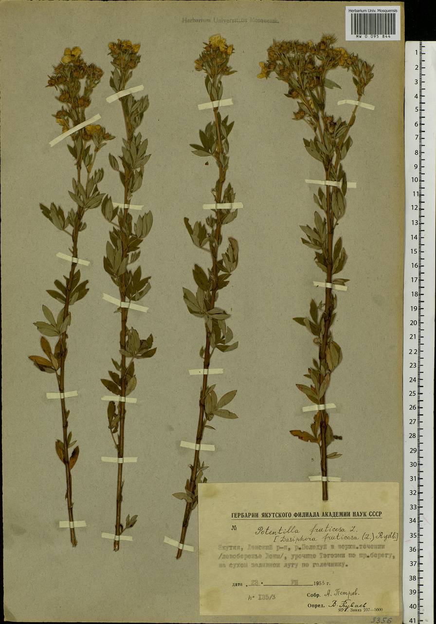 Dasiphora fruticosa (L.) Rydb., Siberia, Yakutia (S5) (Russia)