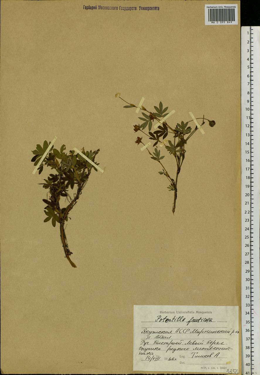 Dasiphora fruticosa (L.) Rydb., Siberia, Yakutia (S5) (Russia)