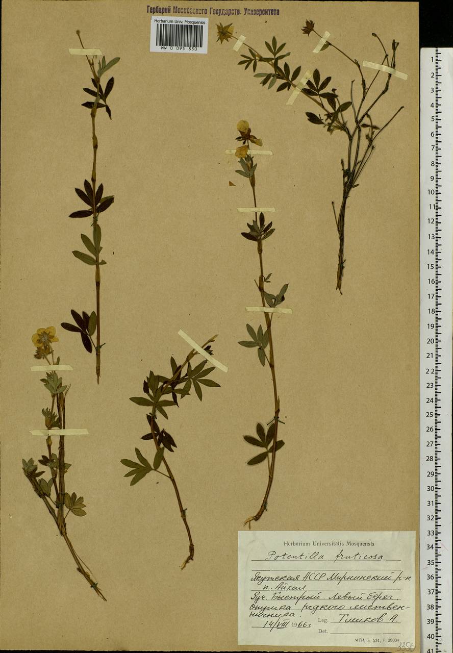 Dasiphora fruticosa (L.) Rydb., Siberia, Yakutia (S5) (Russia)