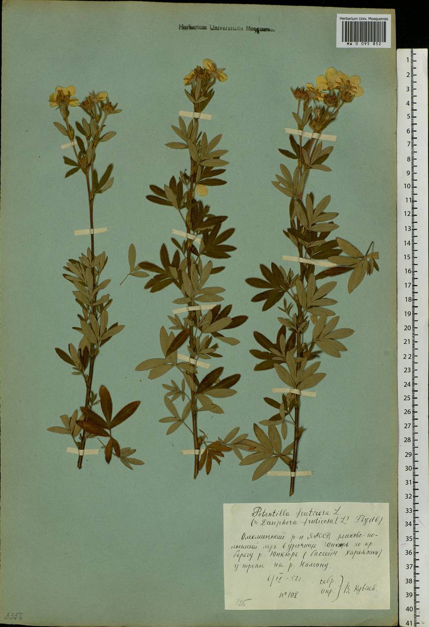 Dasiphora fruticosa (L.) Rydb., Siberia, Yakutia (S5) (Russia)