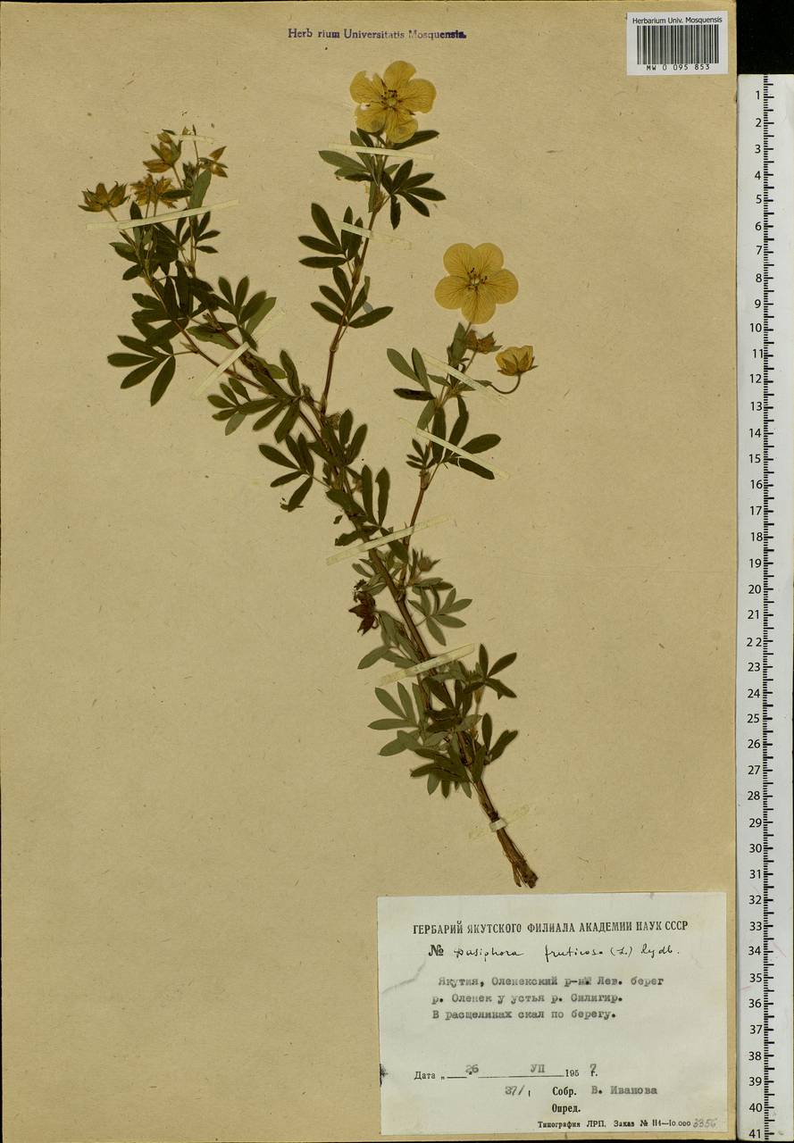 Dasiphora fruticosa (L.) Rydb., Siberia, Yakutia (S5) (Russia)