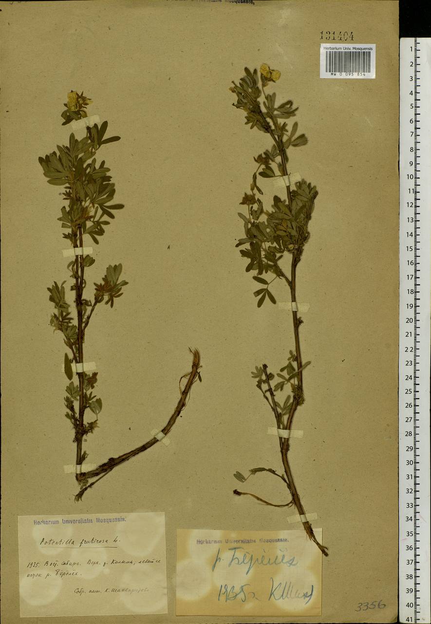 Dasiphora fruticosa (L.) Rydb., Siberia, Yakutia (S5) (Russia)