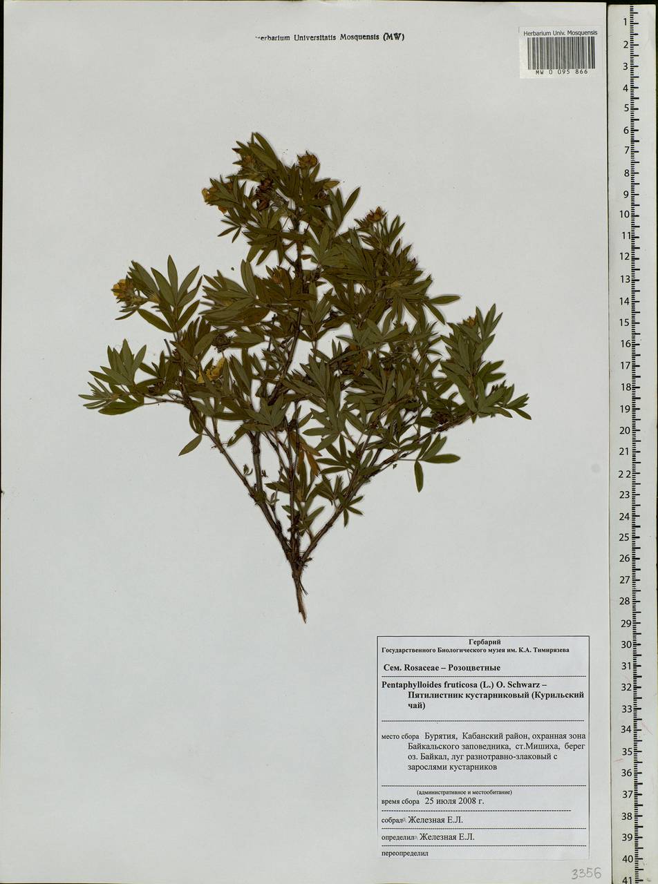 Dasiphora fruticosa (L.) Rydb., Siberia, Baikal & Transbaikal region (S4) (Russia)