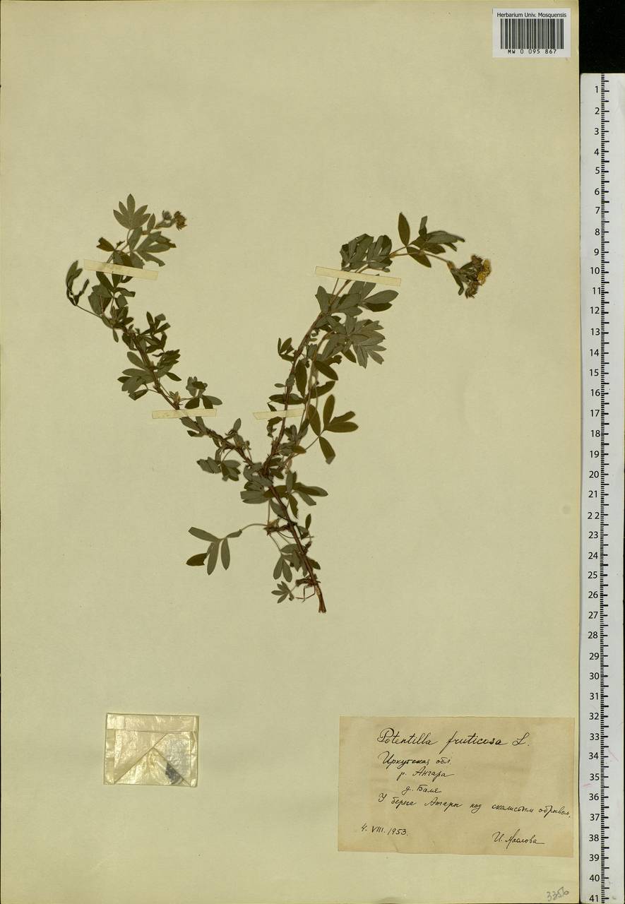 Dasiphora fruticosa (L.) Rydb., Siberia, Baikal & Transbaikal region (S4) (Russia)