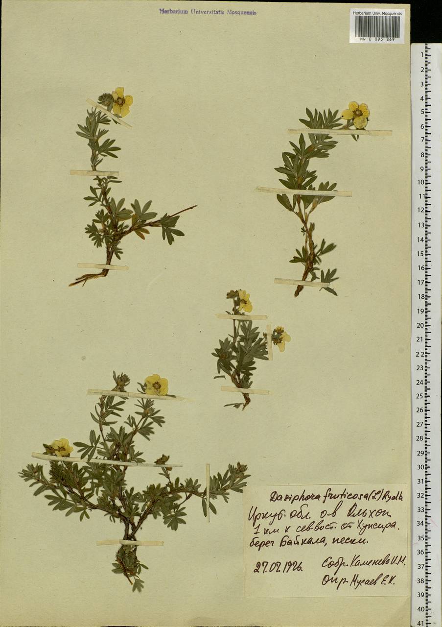 Dasiphora fruticosa (L.) Rydb., Siberia, Baikal & Transbaikal region (S4) (Russia)