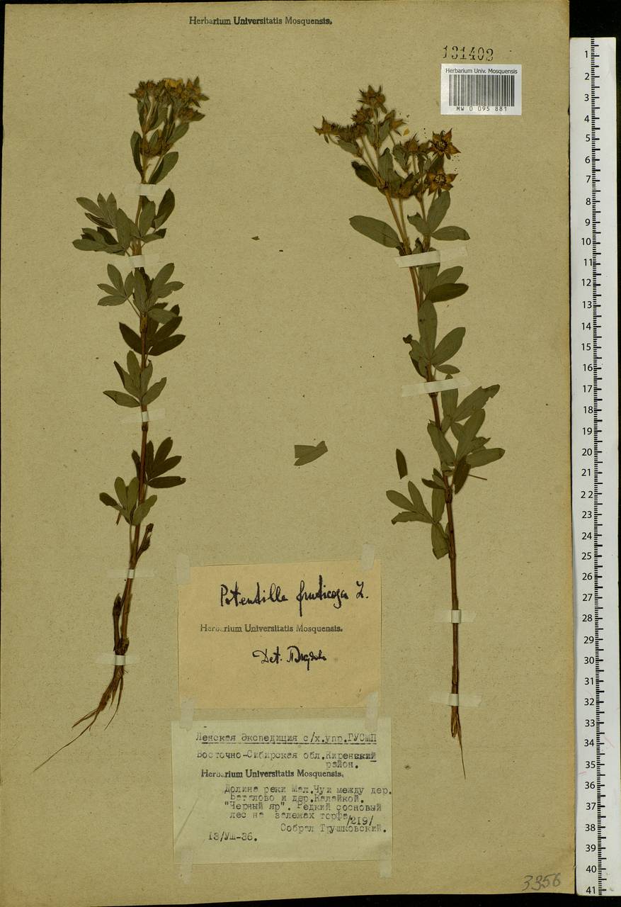 Dasiphora fruticosa (L.) Rydb., Siberia, Baikal & Transbaikal region (S4) (Russia)