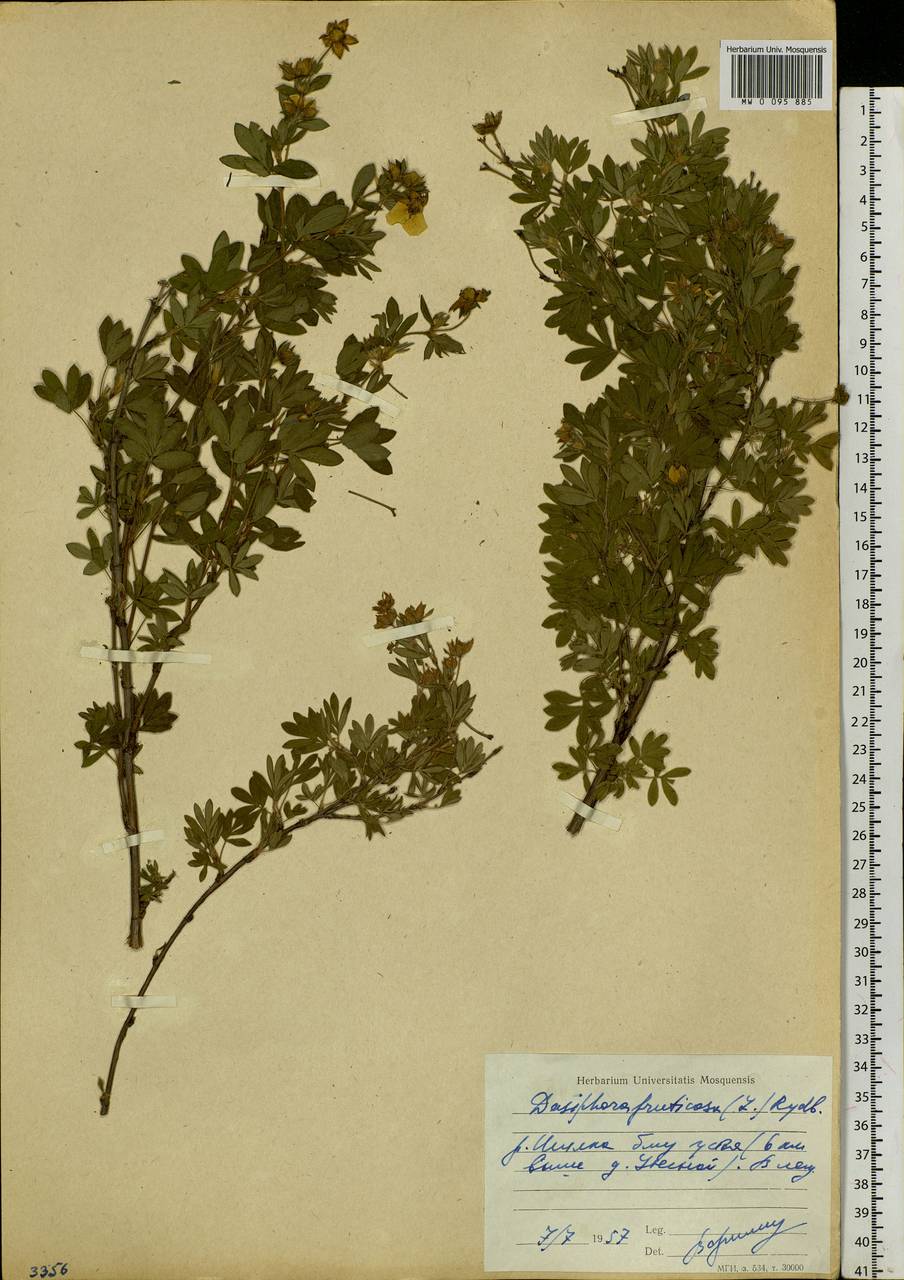 Dasiphora fruticosa (L.) Rydb., Siberia, Baikal & Transbaikal region (S4) (Russia)