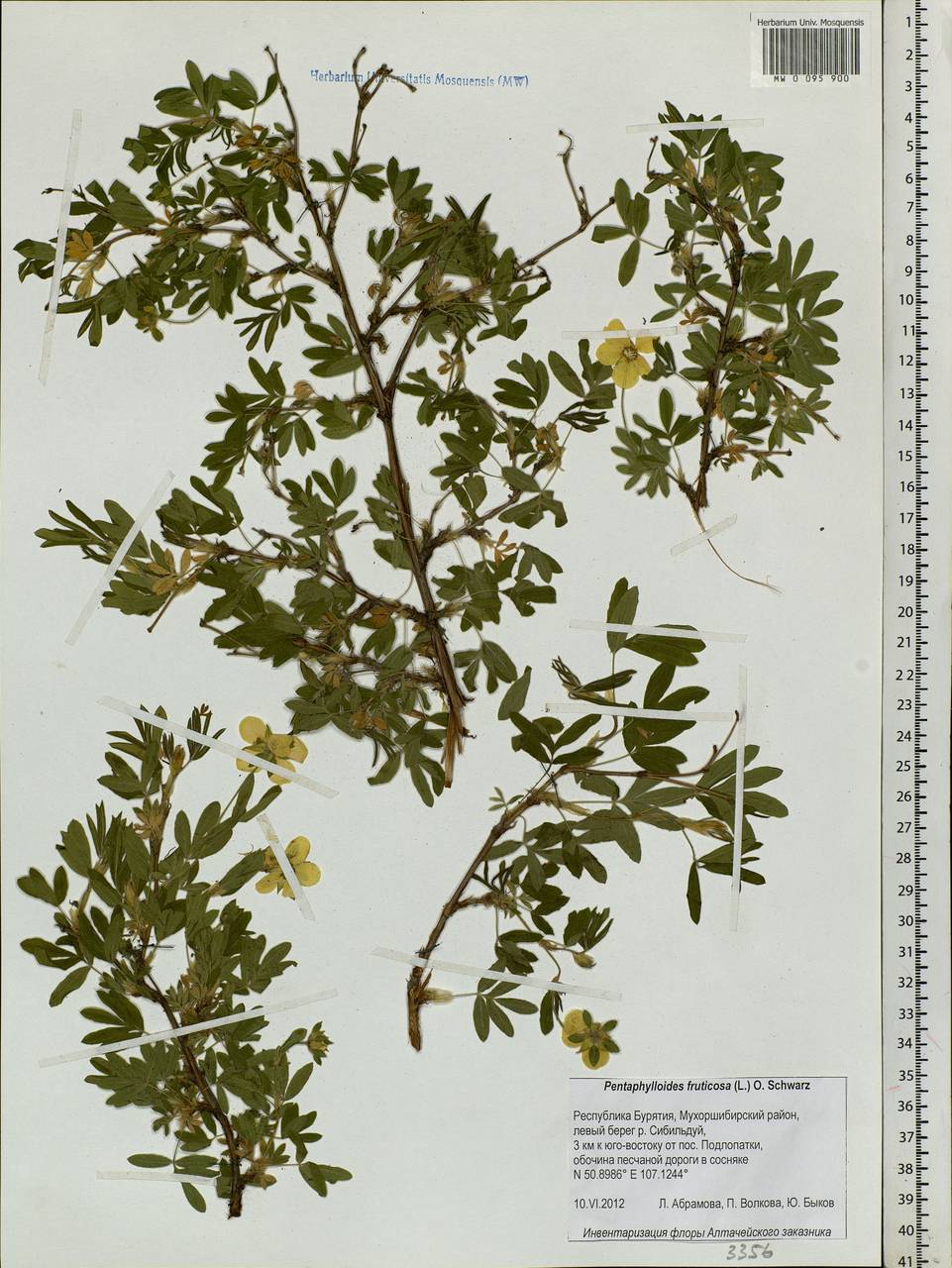 Dasiphora fruticosa (L.) Rydb., Siberia, Baikal & Transbaikal region (S4) (Russia)