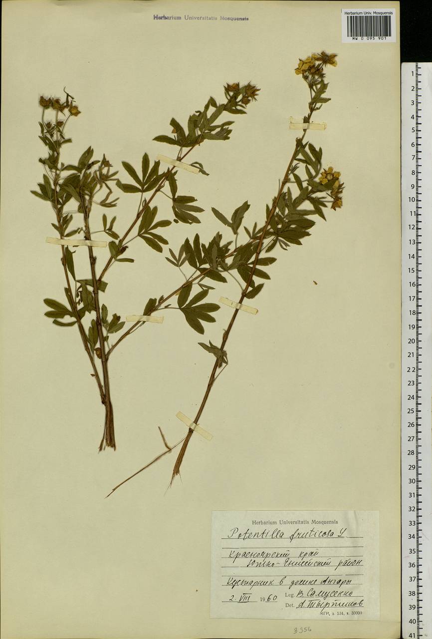 Dasiphora fruticosa (L.) Rydb., Siberia, Central Siberia (S3) (Russia)