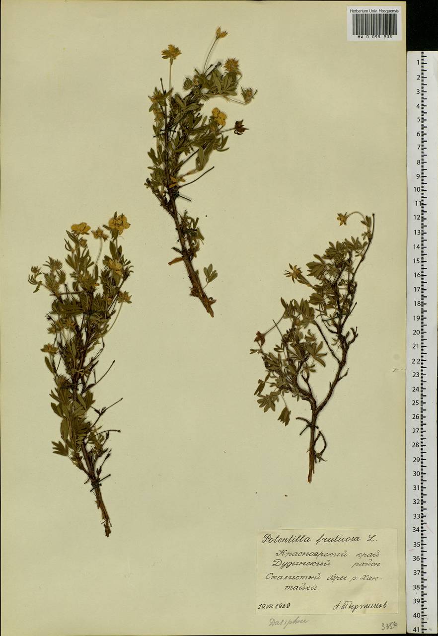 Dasiphora fruticosa (L.) Rydb., Siberia, Central Siberia (S3) (Russia)