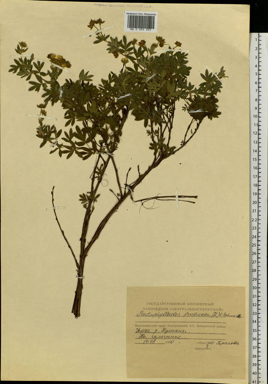 Dasiphora fruticosa (L.) Rydb., Siberia, Central Siberia (S3) (Russia)