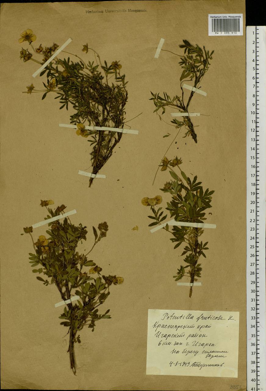 Dasiphora fruticosa (L.) Rydb., Siberia, Central Siberia (S3) (Russia)